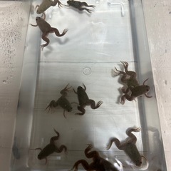 アフリカツメガエル　10匹  ツメガエルの餌付き
の画像