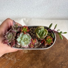 🌱多肉の寄せ植え1鉢400円🌱の画像