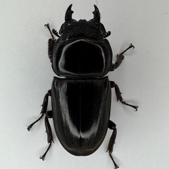 スマトラオオヒラタクワガタWF1(アチェ産) No.2の画像