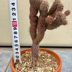 サボテン キリンドロプンチア 疣珊瑚 ②の画像