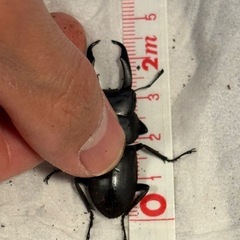 コクワガタペア　オス約46mm 新成虫の画像