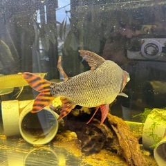 カラープロキロダス
の画像