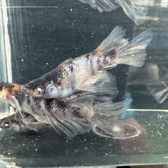 メダカ【和墨白銀三色ＲＬＦ】種親　６匹(オスメス入り)の画像