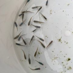 深海メダカ中心のミックス25〜30匹の画像