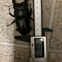 オオクワガタ　SR血統　1ペア
の画像