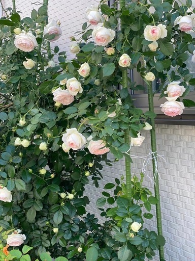 大株ピエールドゥロンサール ご自身で掘り起こし作業をお願いいたします。