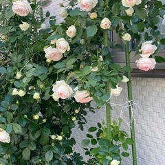 大株ピエールドゥロンサール ご自身で掘り起こし作業をお願いいたします。の画像