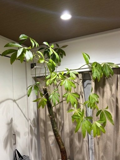 【鉢カバーセット】パキラ　超特大　観葉植物　塊根植物　多肉植物　ビザールプランツ　レアプランツ　ガーデニング　植物　グリーン　趣味　盆