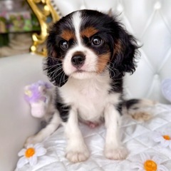 福井・北陸の犬、猫友LINEオープンチャットメンバー募集です！3...