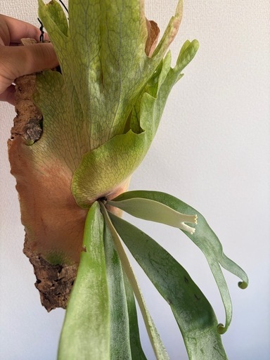 Platycerium willinckii 2026.02