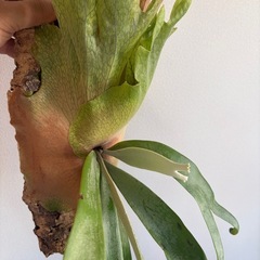 Platycerium willinckii 2026.02の画像
