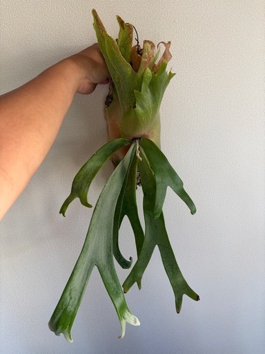 Platycerium willinckii 2026.02