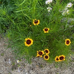 （無料）庭に生えてるお花あげますの画像