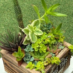 ハンドメイド容器と多肉植物のセットの画像