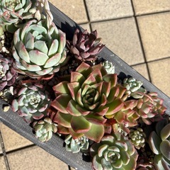 多肉植物　寄せ植えの画像