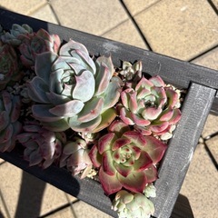 多肉植物　寄せ植えの画像