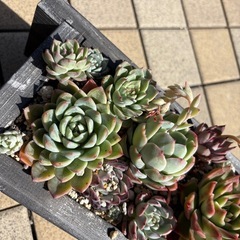 多肉植物　寄せ植えの画像