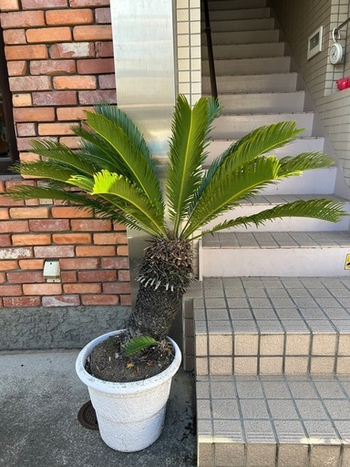 蘇轍　ソテツ　ガーデニング　防犯　庭　グリーン　鉢植え　子株付き　お手入れ簡単