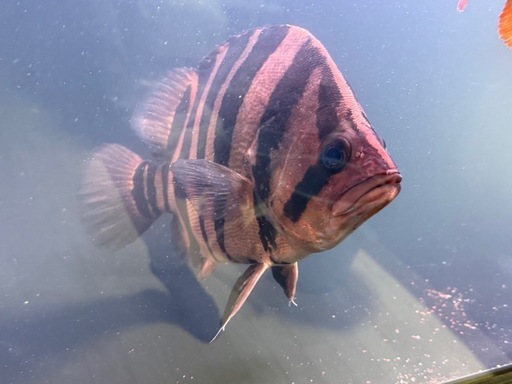 ダトニオプラスワン30cm
