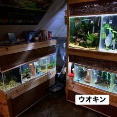  ✨サンタイザベル産レッドショルダーエンゼル（F3）✨の画像