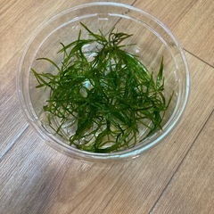 ナヤスの画像