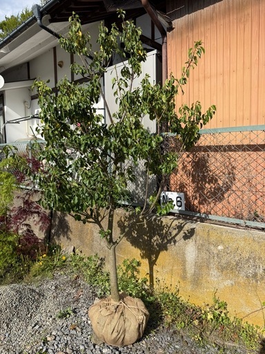 ソヨゴ 一本立ち 約2.5m｜植栽込み (ざつぼく植えたい) 小諸のその他の 