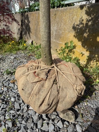 ソヨゴ 一本立ち 約2.5m｜植栽込み
