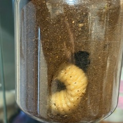 カブトムシ幼虫の画像
