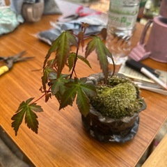 ミニ盆栽の画像