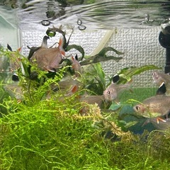 🐠ロージーテトラ  ±3〜4㎝ 産卵経験有り1匹100円 6匹セットで500円【在庫6匹】No.02の画像