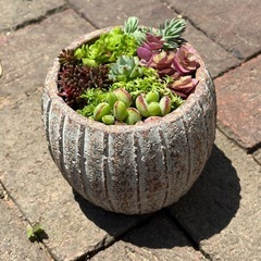 セダム寄せ植えの画像