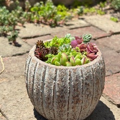 セダム寄せ植えの画像