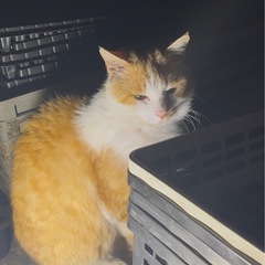 ぼくはケンカなんかしたくないんだ…優しいチャ白の男の子😸