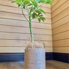 観葉植物　カポックとガラス製鉢カバーの画像