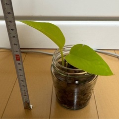 お買い得！２株で50円！ポトス　観葉植物　鉢なし　値下げ不可のため、購入意図のない値下げまちのお気に入りはご遠慮くださいの画像