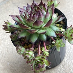 センペルビウムの画像