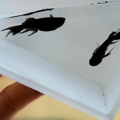 めだか　吽形　1ペアの画像