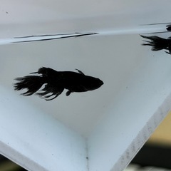めだか　吽形　1ペアの画像