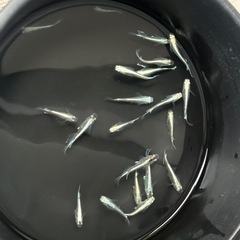 ホワイトパールめだか　有精卵20個の画像
