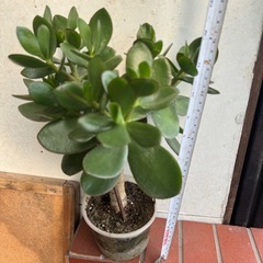 お金なるの木の画像