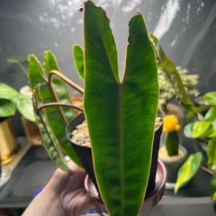 観葉植物　フィロデンドロンビレッタエ５号鉢の画像