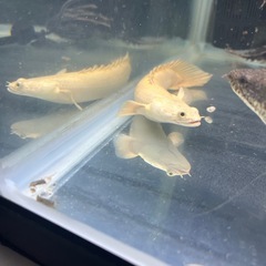 プラチナエンドリケリーの画像