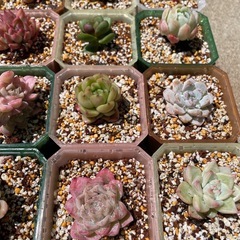 多肉植物　植木鉢の画像