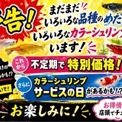 めだかの画像