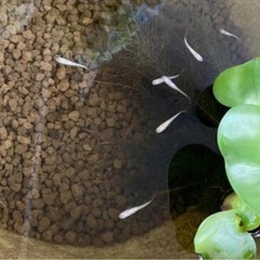 スーパーみゆきメダカの卵5/8の画像