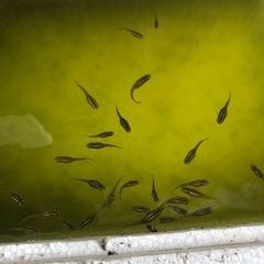 メダカ10匹
の画像