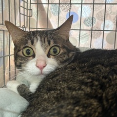 💖5月31日（日）基山町で譲渡会🐾譲渡会が苦手な怖がりりん…