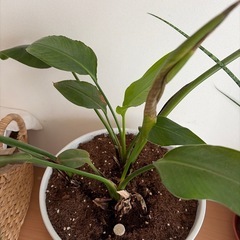 観葉植物、ストレリチア・オーガスタの画像