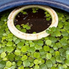 【無料でどうぞ】浮草の画像