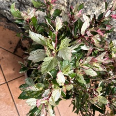 フサフサ！高さ75～80ｃｍ★斑入りハイビスカス★観葉植物の画像